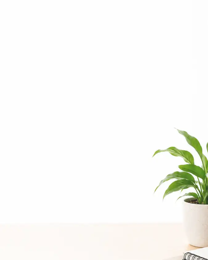 decorative Plant Living Workspace Business centre